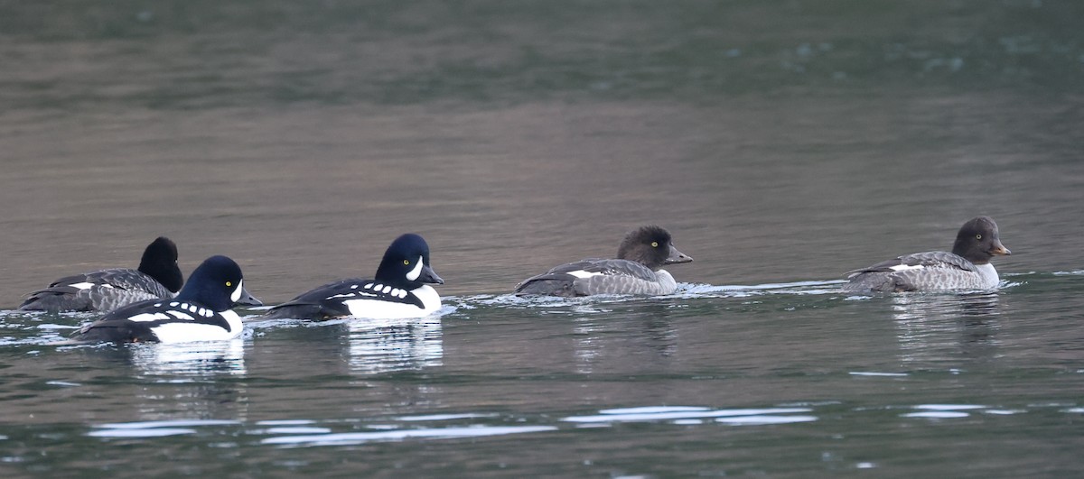 Murgilari islandiarra - ML645377985