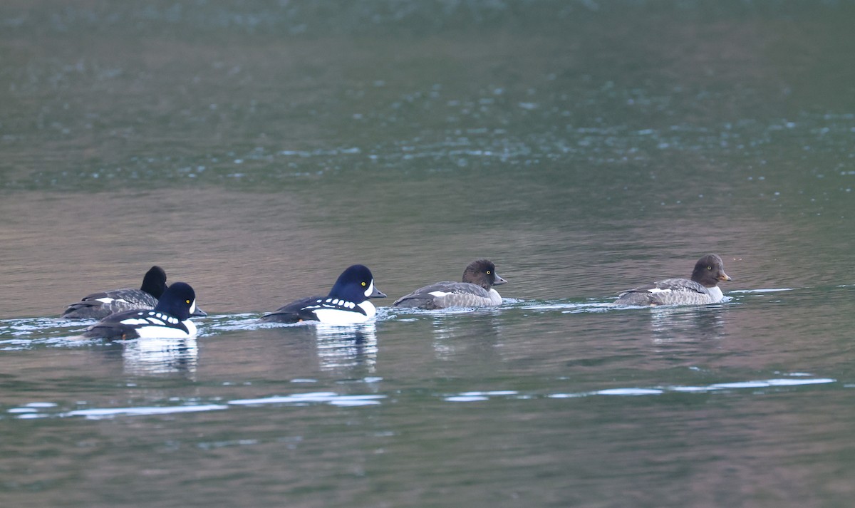 Murgilari islandiarra - ML645377986