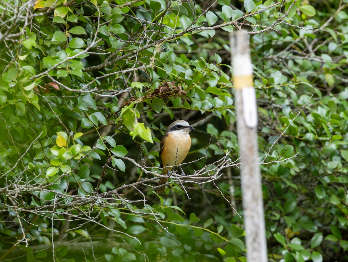 Brown Shrike - ML645377988