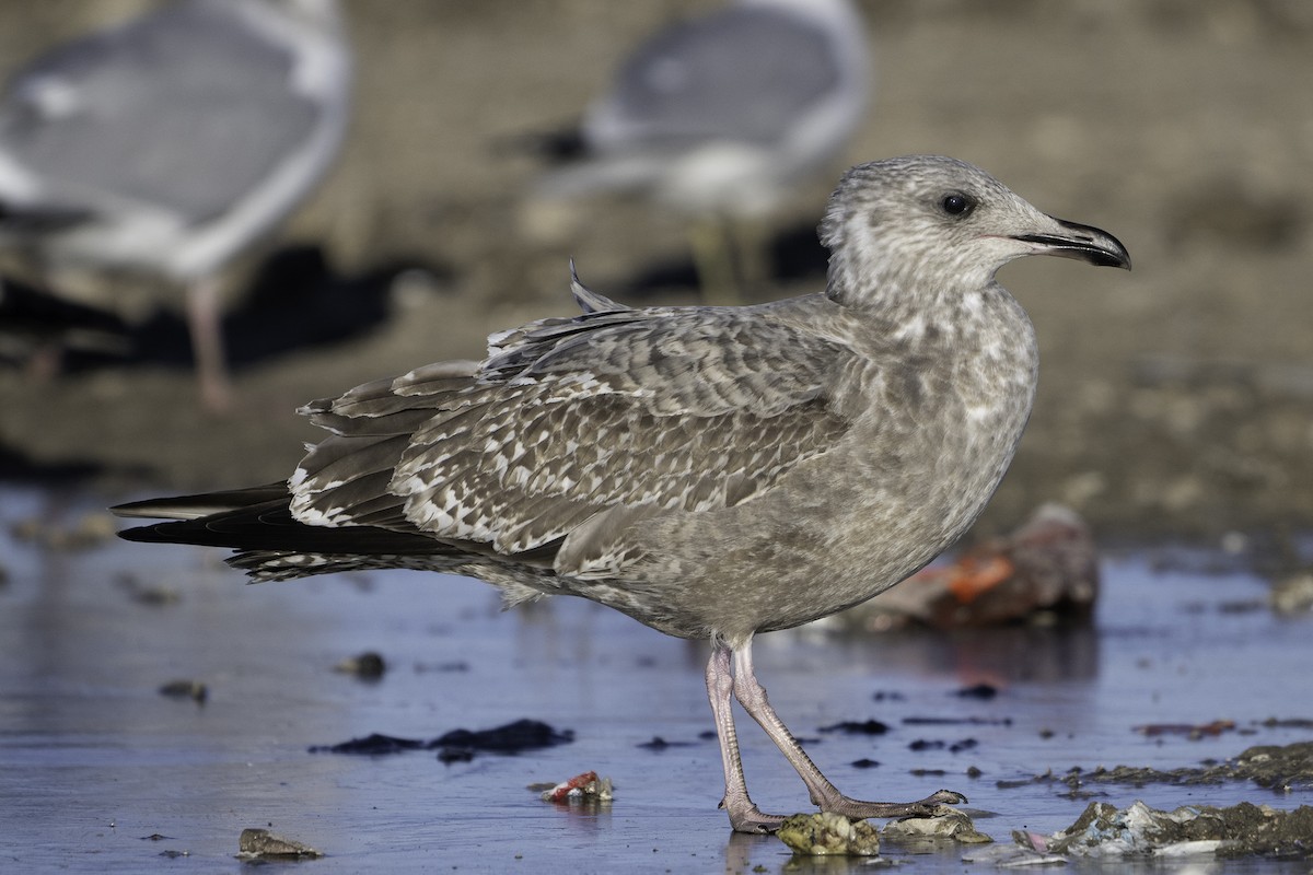 American Herring Gull - ML645377989
