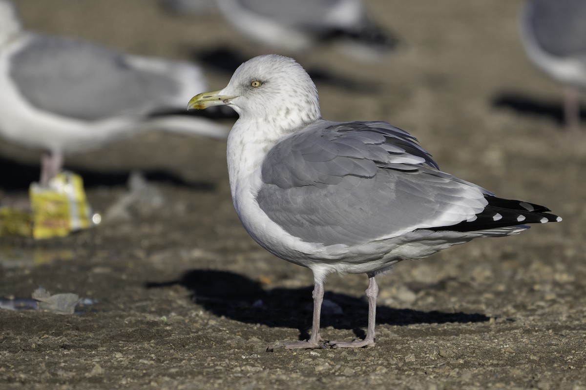 American Herring Gull - ML645377993