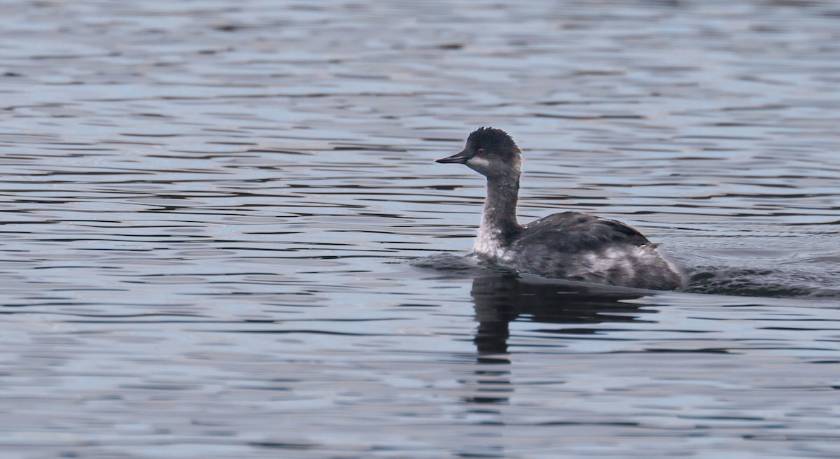 Eared Grebe - ML645377995