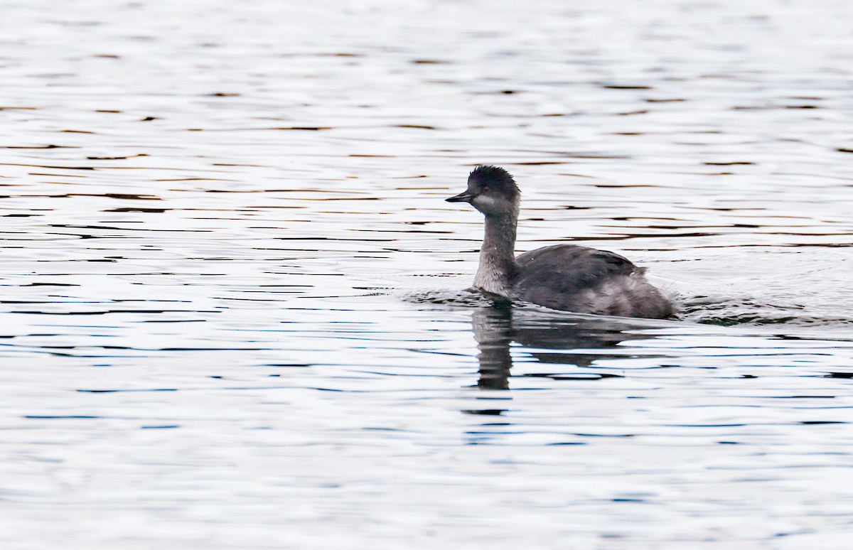 Eared Grebe - ML645377996