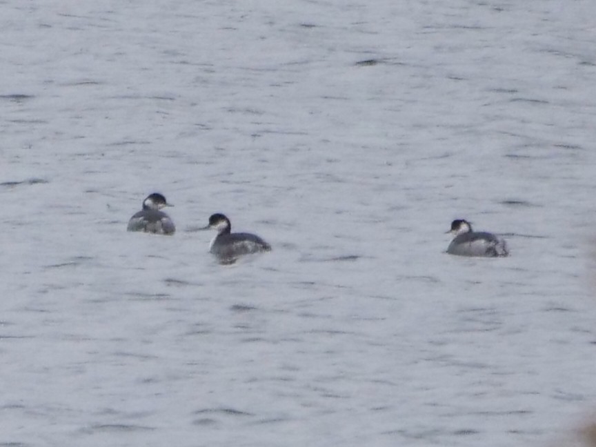 Eared Grebe - ML645378002