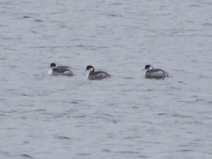 Eared Grebe - ML645378003