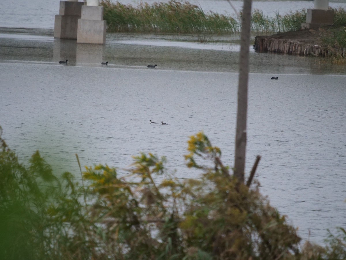 Eared Grebe - ML645378005