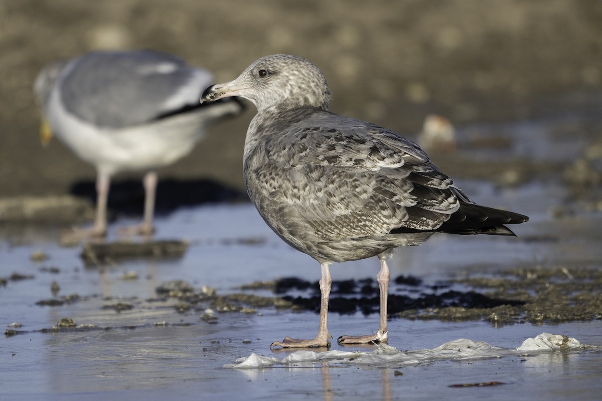 American Herring Gull - ML645378006