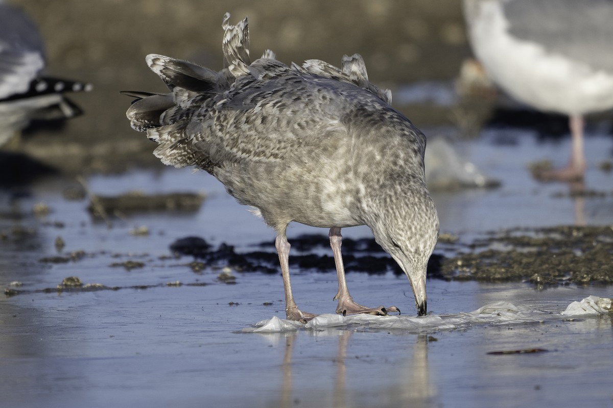 American Herring Gull - ML645378009