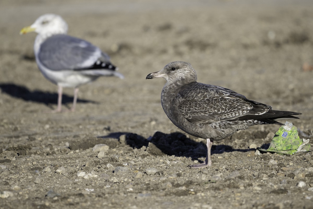 American Herring Gull - ML645378013