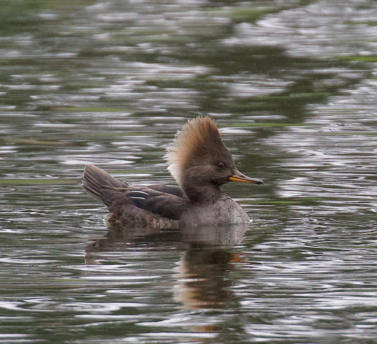 Serreta Capuchona - ML645378014