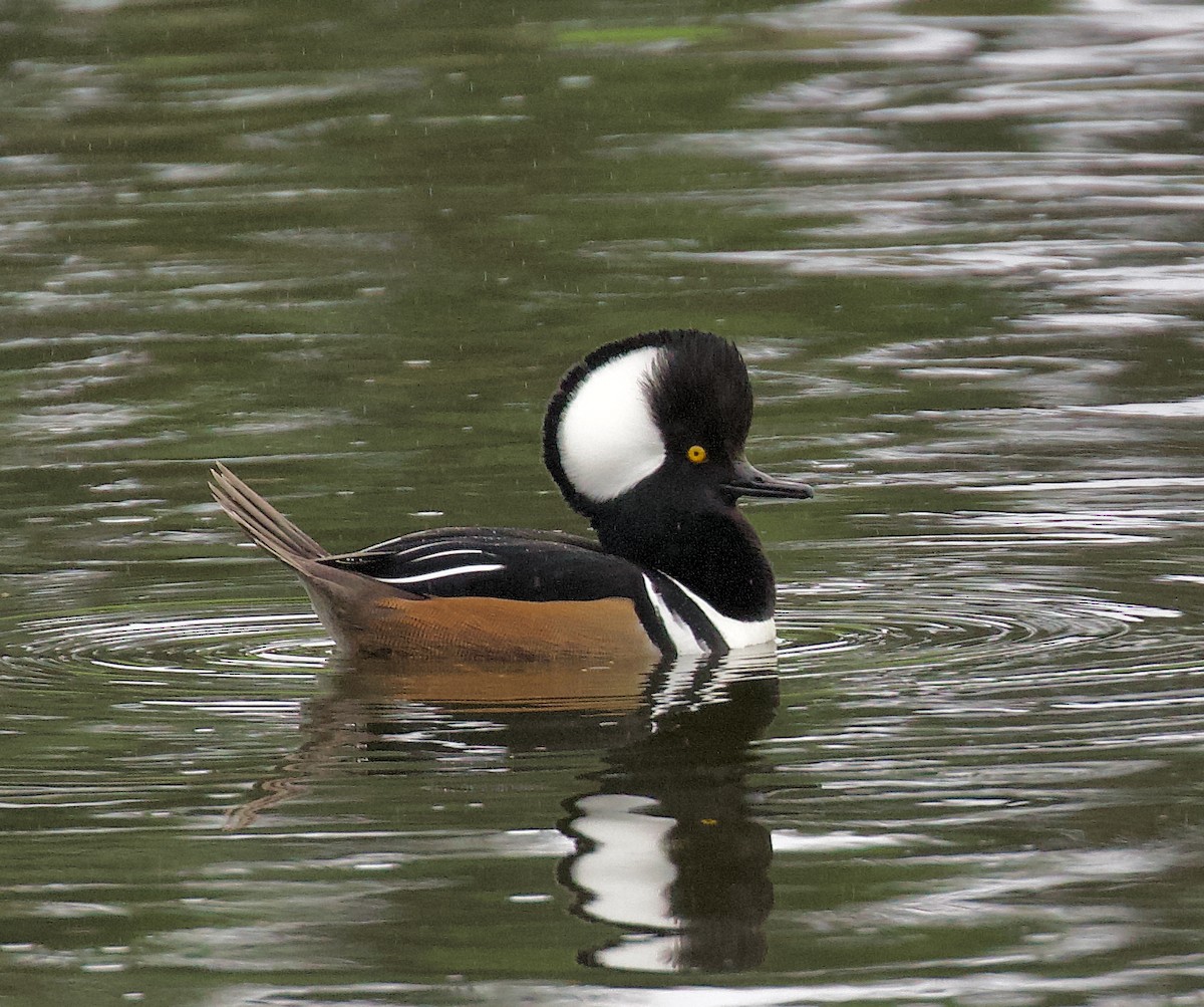 Serreta Capuchona - ML645378015