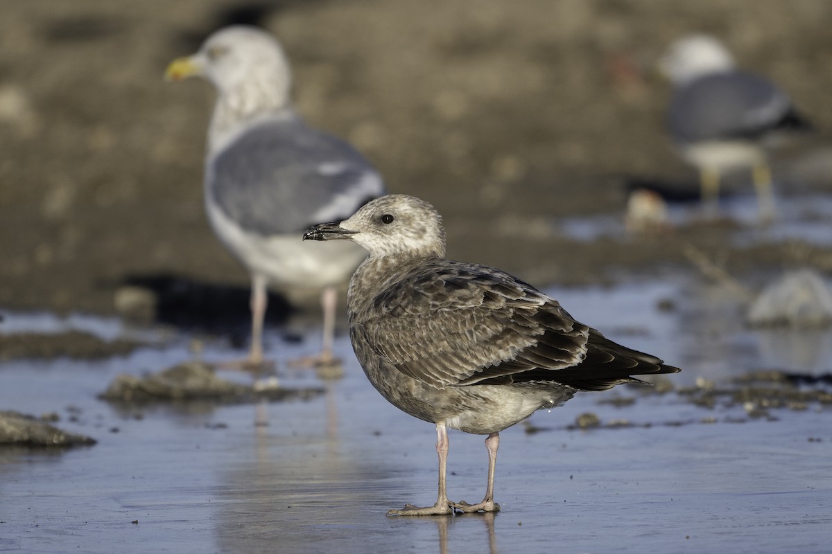 American Herring Gull - ML645378016