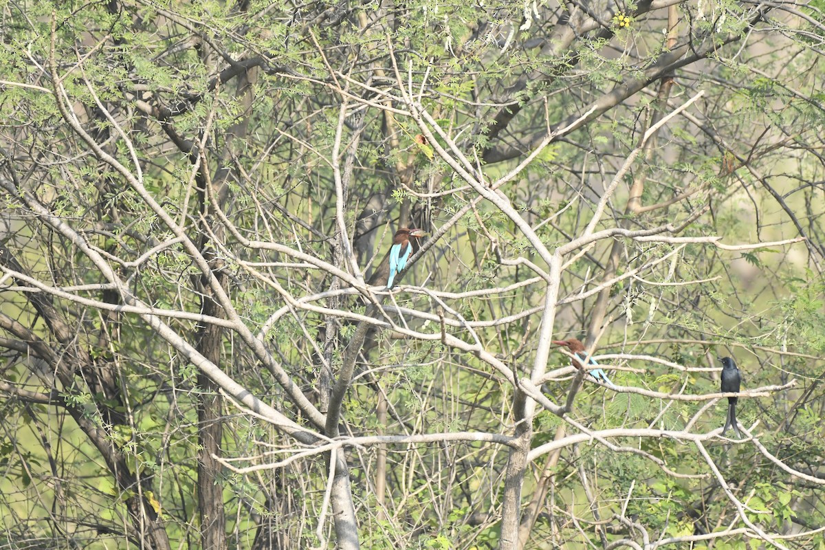 White-throated Kingfisher - ML645378019