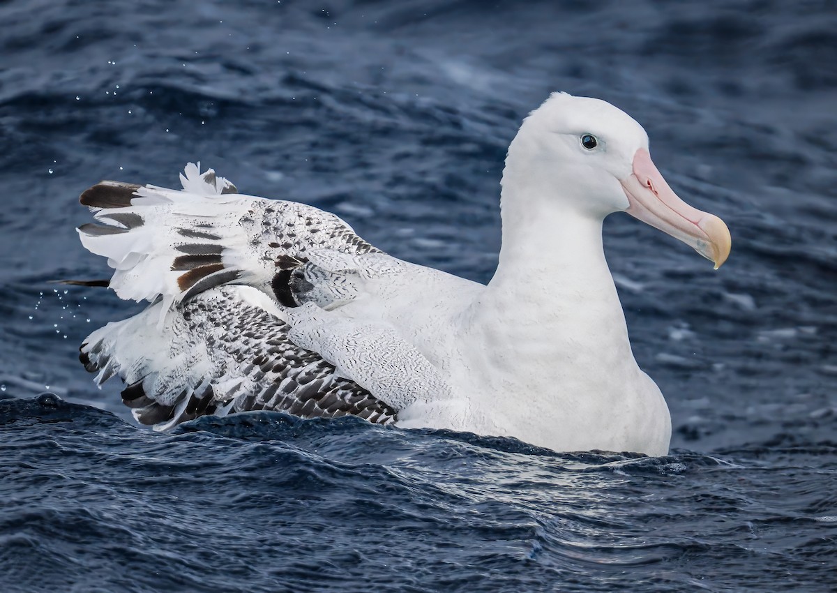 Snowy Albatross - ML645378024