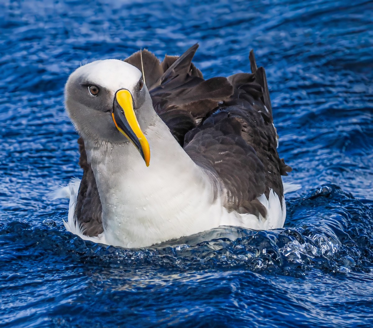 Buller's Albatross - ML645378037