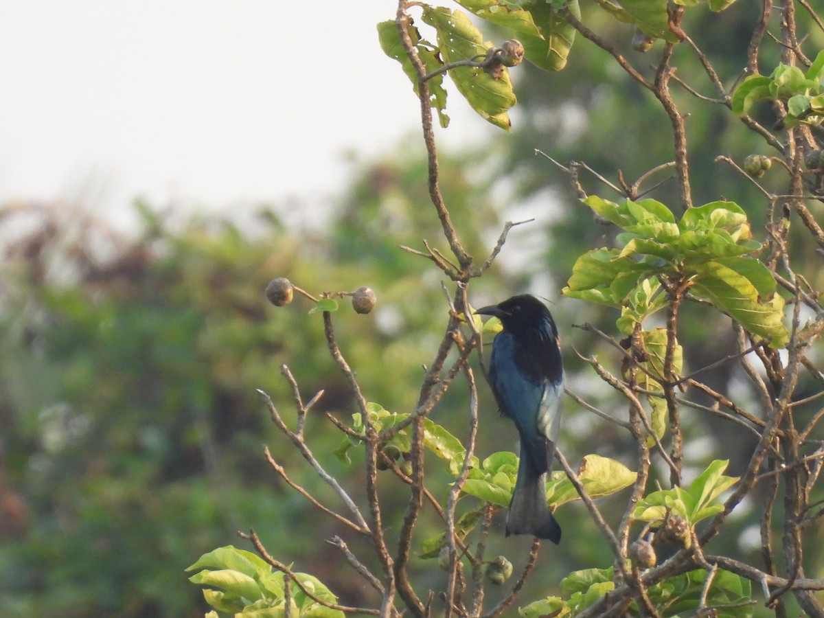 Hair-crested Drongo - ML645378038