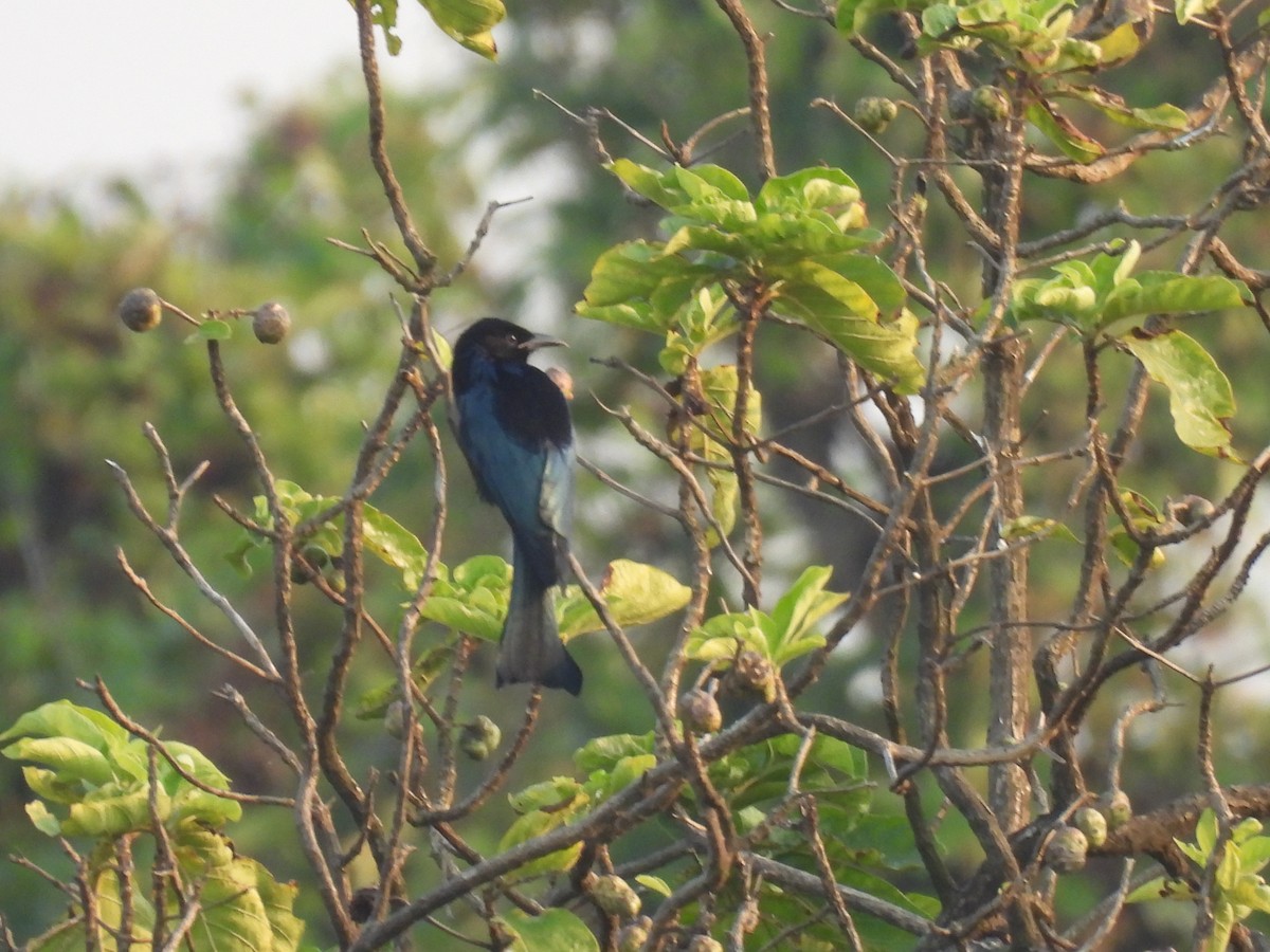 Hair-crested Drongo - ML645378039