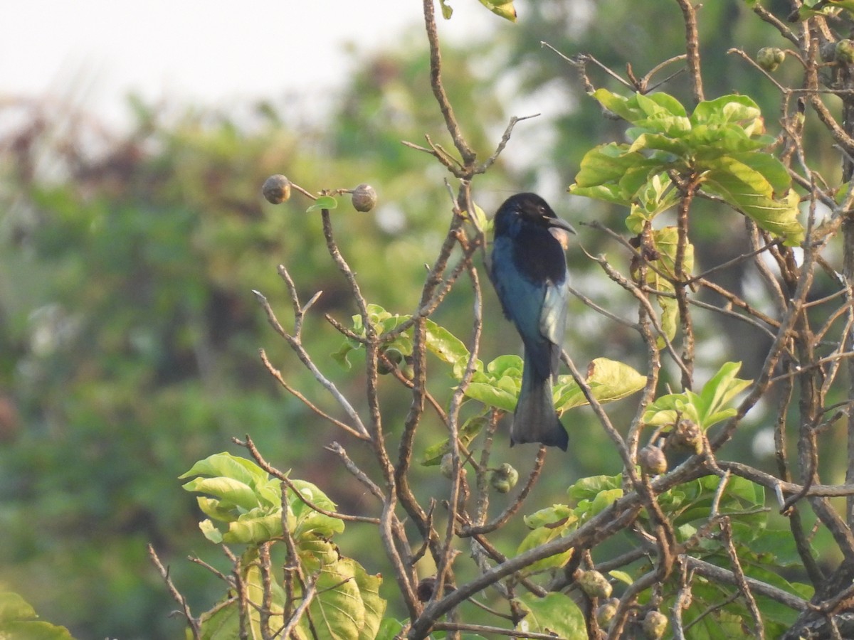 Hair-crested Drongo - ML645378040