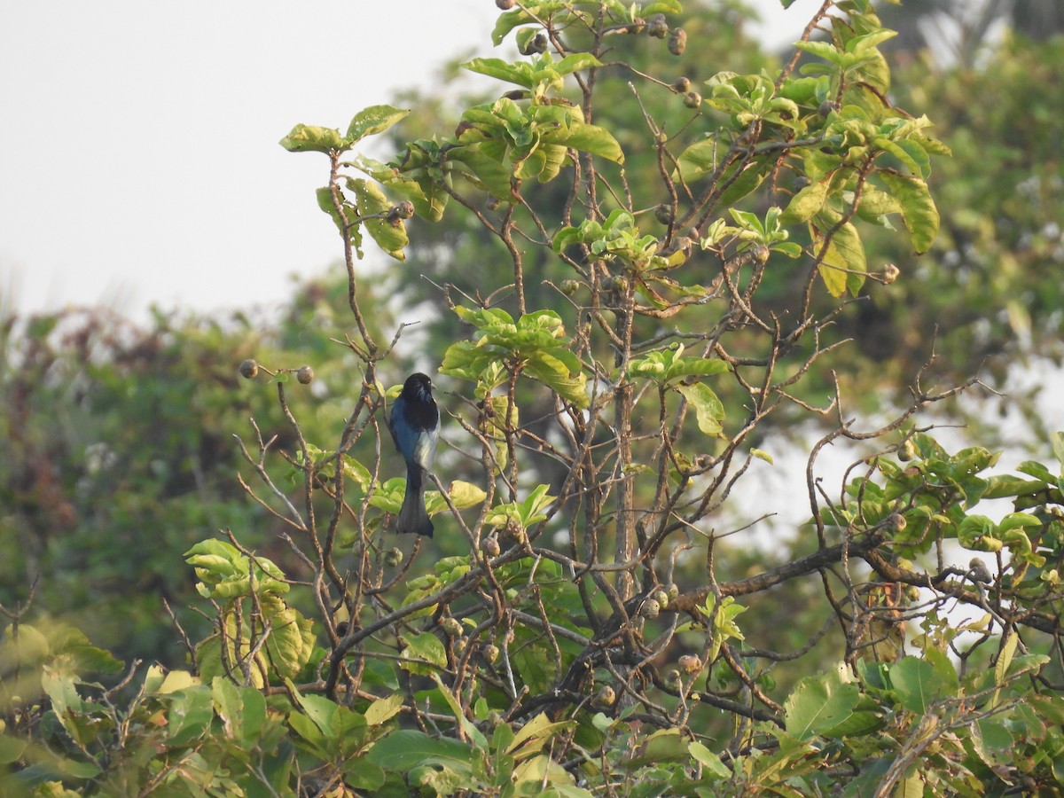 Hair-crested Drongo - ML645378041