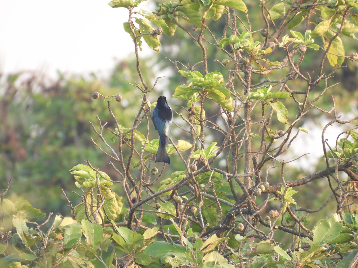 Hair-crested Drongo - ML645378042
