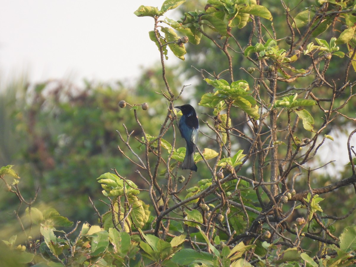 Hair-crested Drongo - ML645378043