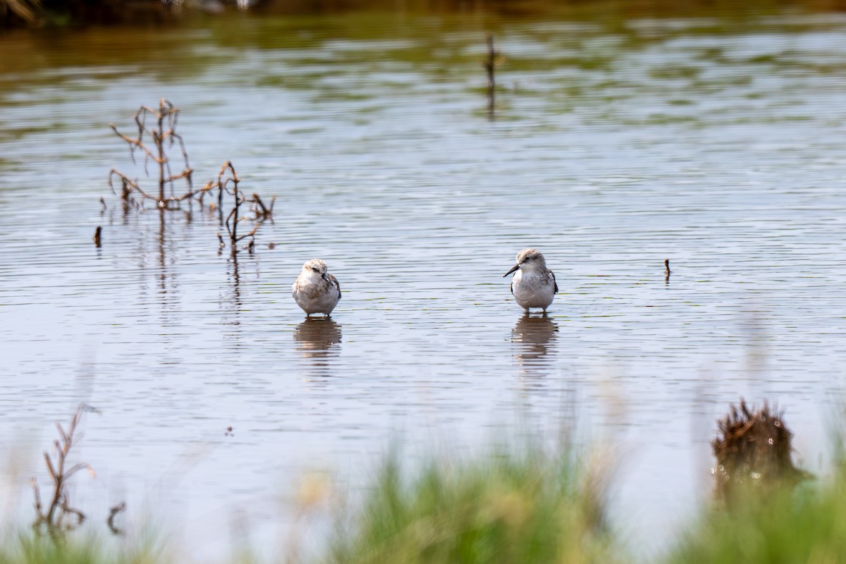 Little Stint - ML645378049