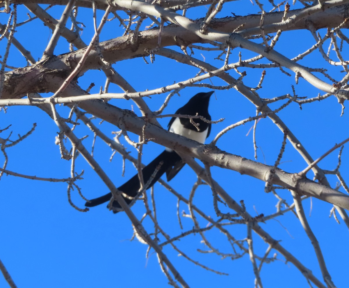 Black-billed Magpie - ML645378062