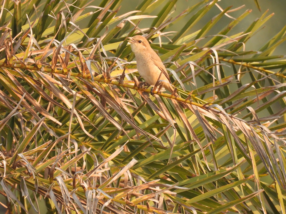 Isabellwürger - ML645378066