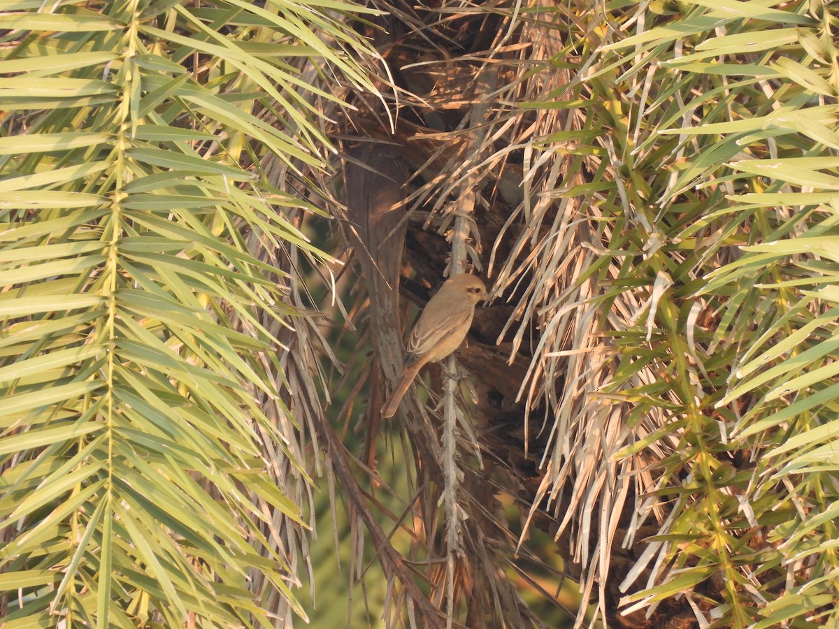 Isabellwürger - ML645378067