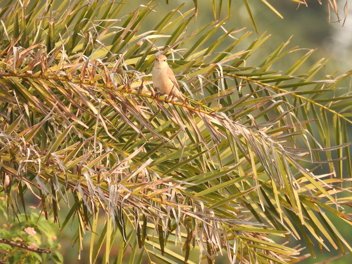 Isabellwürger - ML645378068