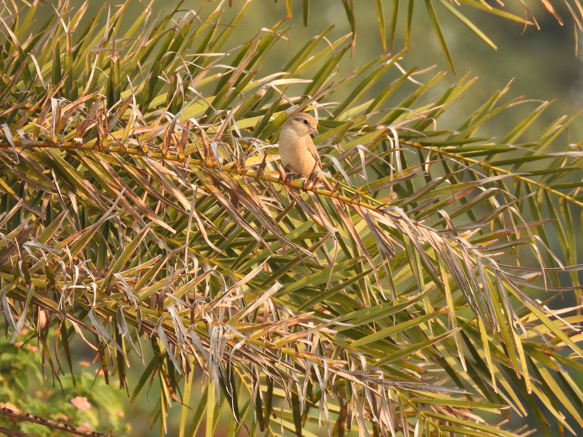 Isabellwürger - ML645378069