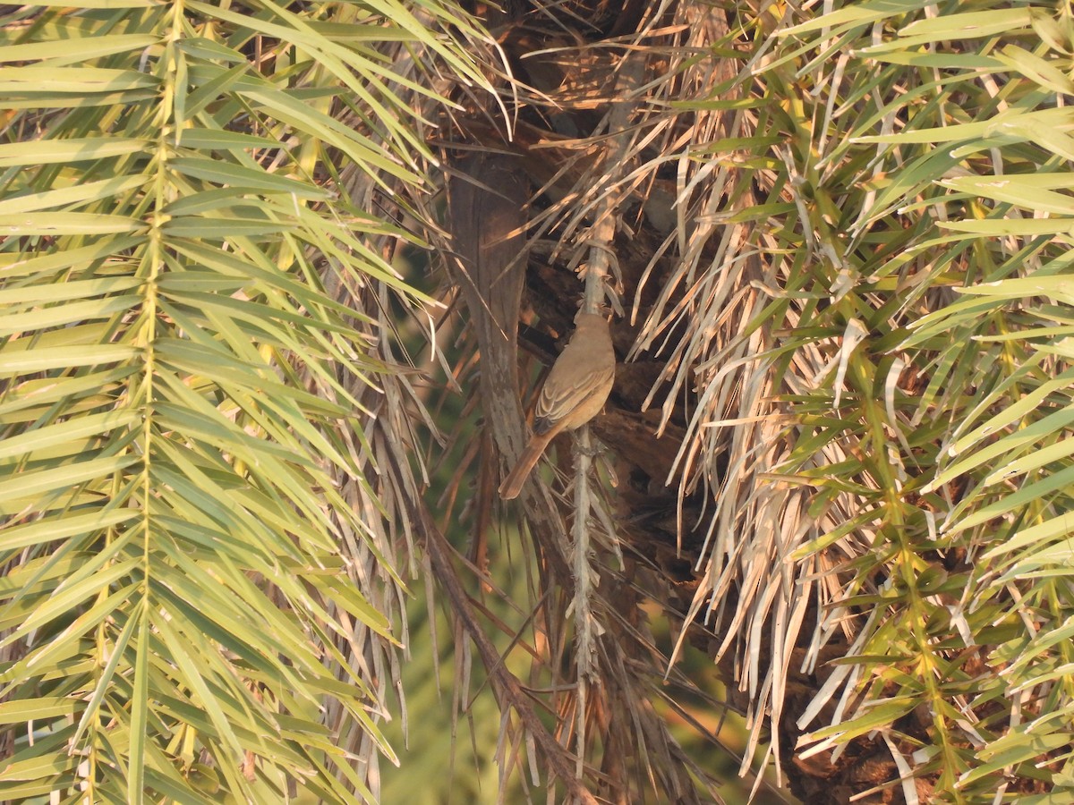 Isabellwürger - ML645378070