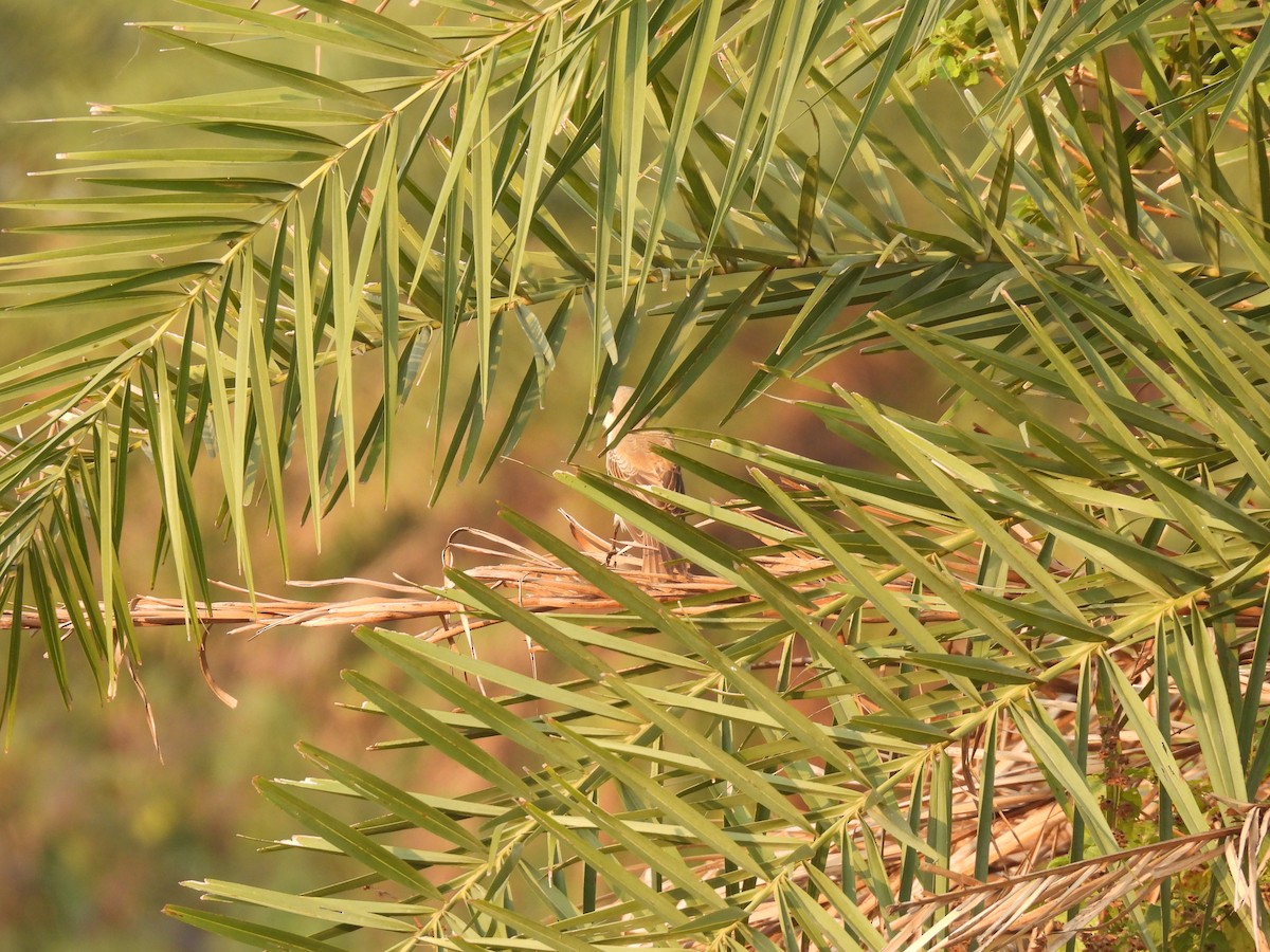 Isabellwürger - ML645378071