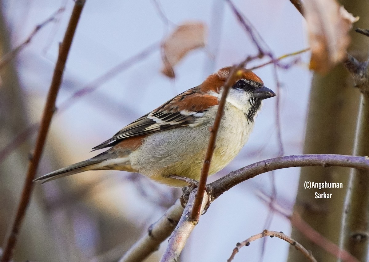 Russet Sparrow - ML645378073
