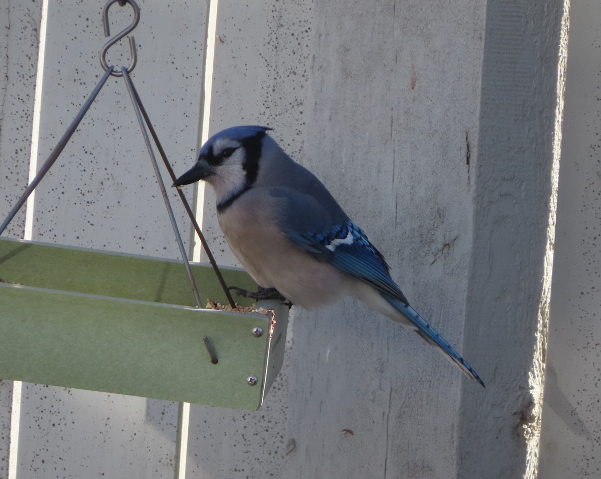 Blue Jay - ML645378092