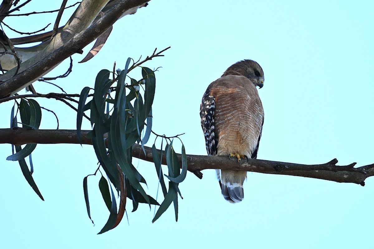 Red-shouldered Hawk - ML645378095