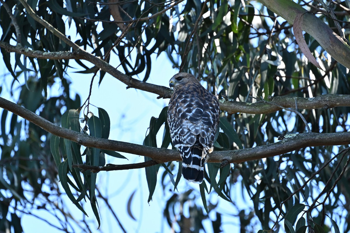 Red-shouldered Hawk - ML645378096