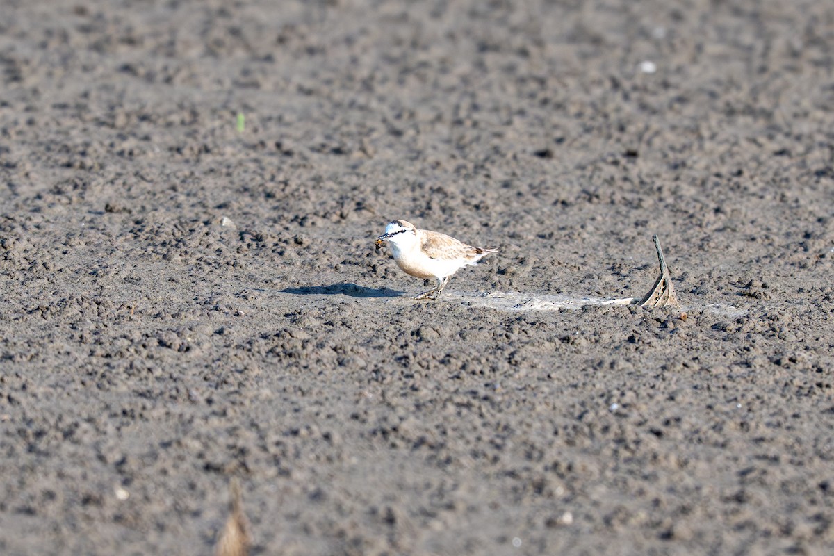 Белолобый зуёк - ML645378102