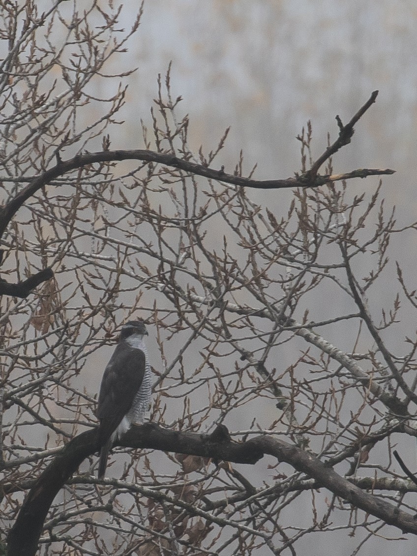 Azor Euroasiático - ML645378106