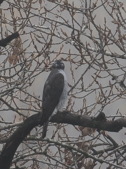 Azor Euroasiático - ML645378107