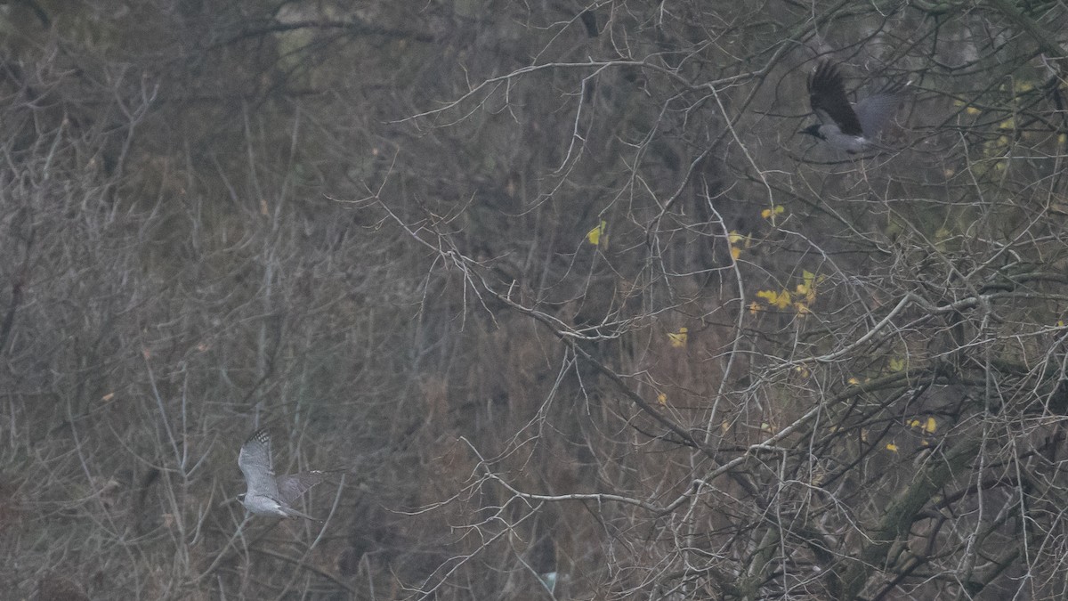 Azor Euroasiático - ML645378108