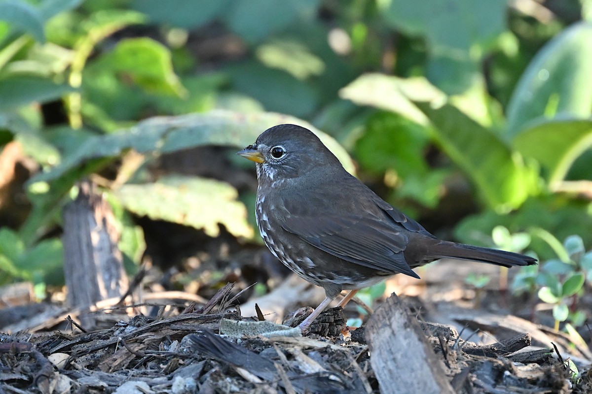 strnadec kaštanový - ML645378112