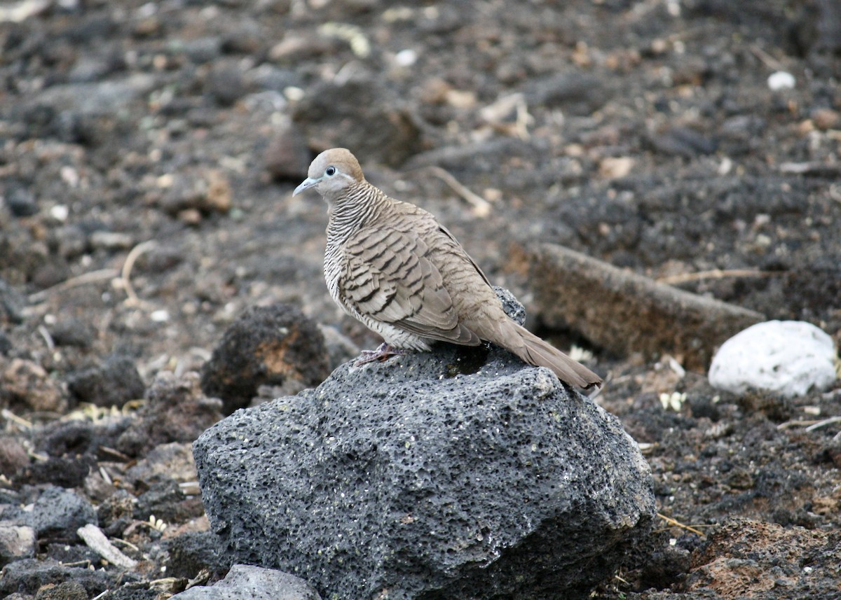 Zebra Dove - ML645378124