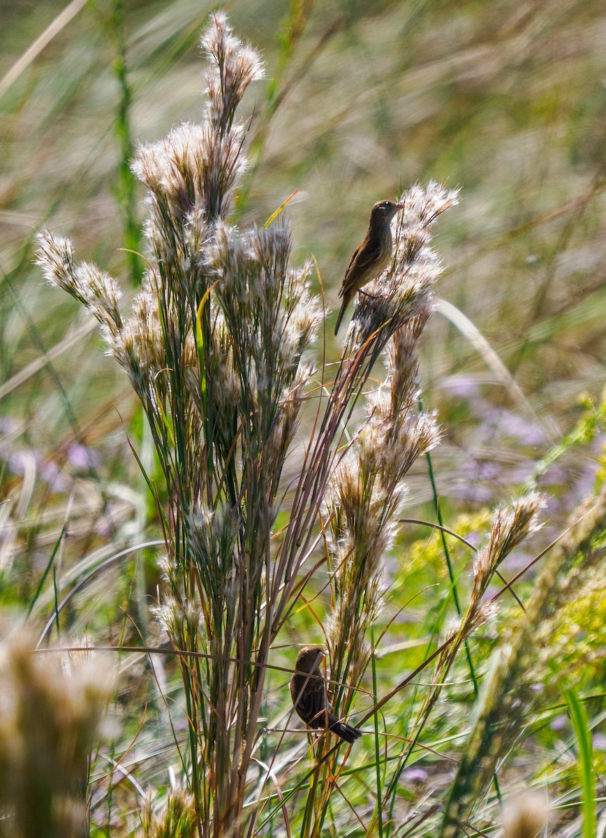 Индиговый колорин - ML645378130