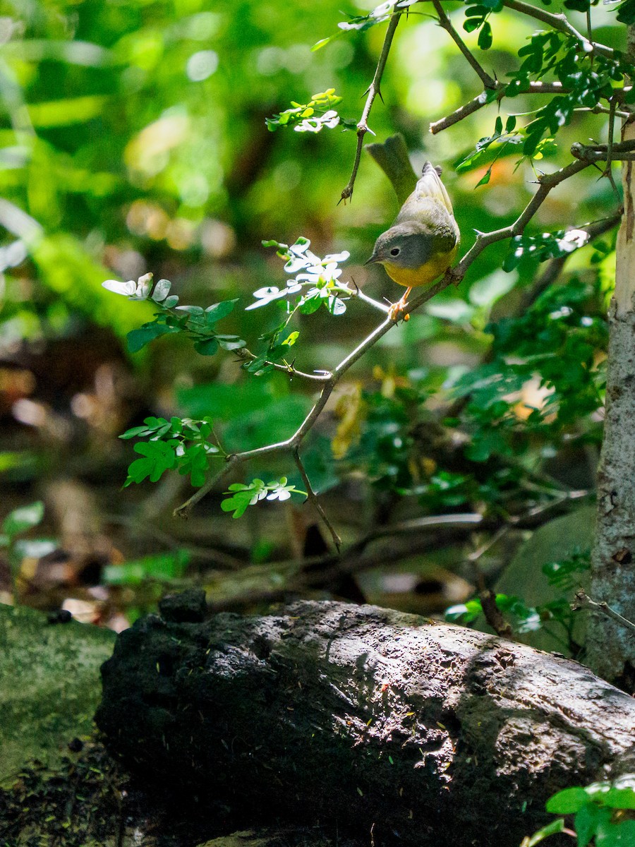 Nashville Warbler - ML645378140