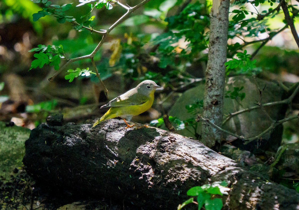 Nashville Warbler - ML645378141