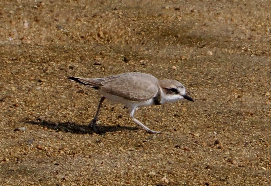 Kentish Plover - ML645378142