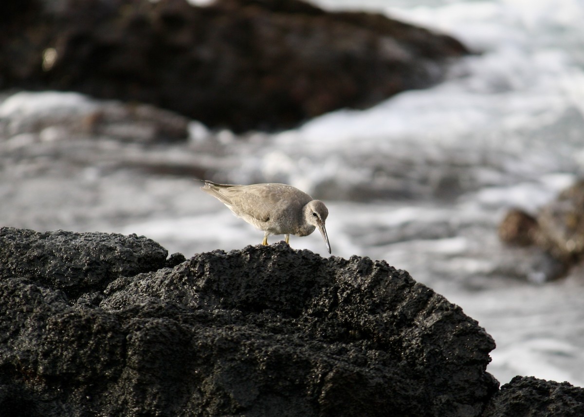 Wandering Tattler - ML645378143