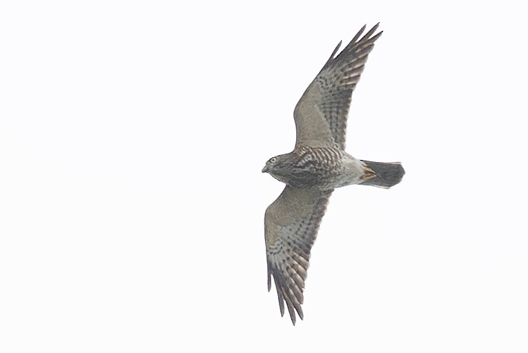 Chinese Sparrowhawk - ML645378144