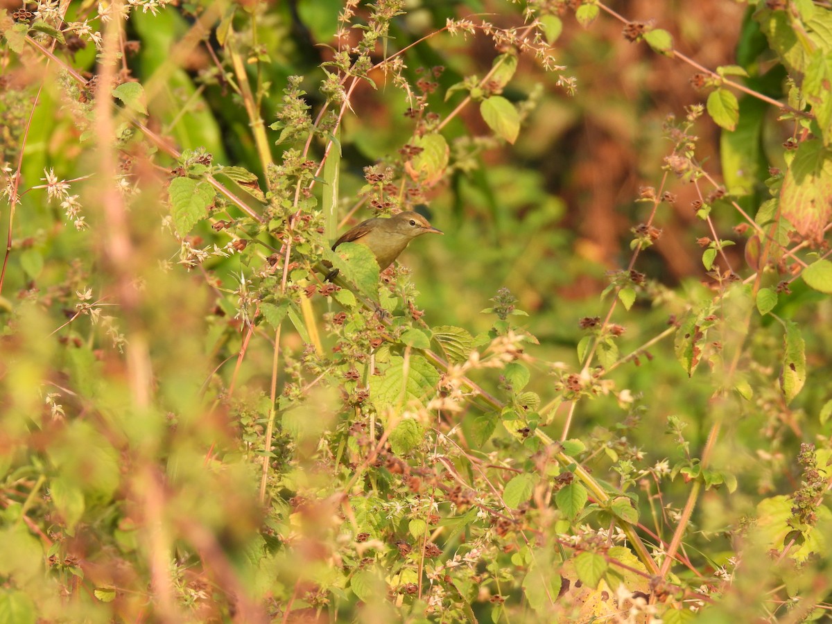 old world warbler sp. - ML645378145